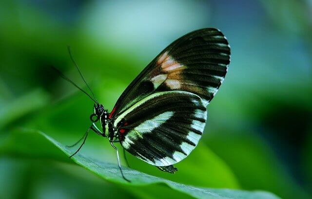 butterfly on a leaf