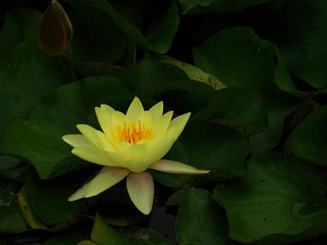 Tantric massage water lilies